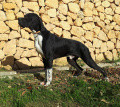 Pedigree SMART OD IVANICA Pedigree SMART OD IVANICA